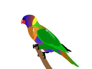 Parrot
