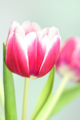 Tulpen