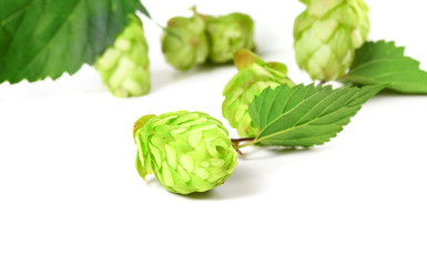 Blossoming hop on white background