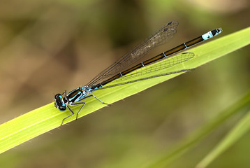 Blue dragonfly resting on a leaf