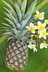 Pineapple with white flowers