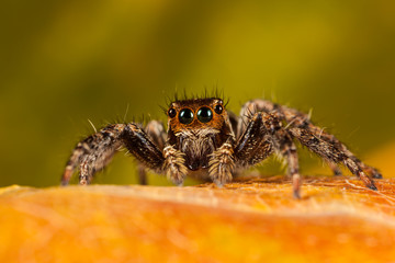 jumpingspider