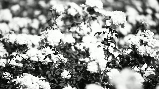 Black and white eautiful small roses