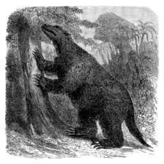 Prehistory - Fossil Animal : Mylodon
