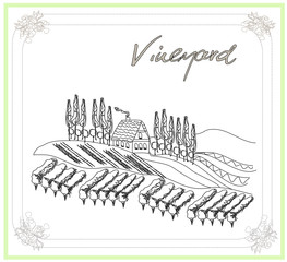 Vector illustration of vineyard