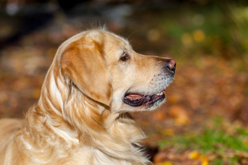 Golden Retriever