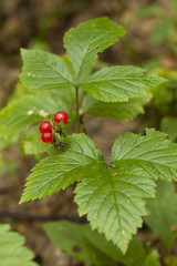 Rubus saxatilis