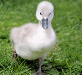 Baby Swan