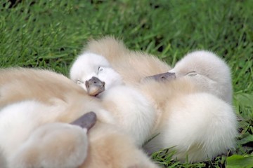 Baby Swans Sleeping