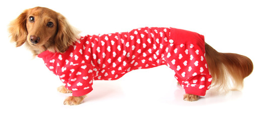 Extra long Valentines dachshund dog