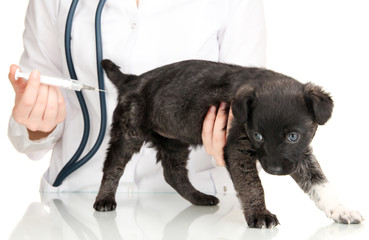 Veterinary surgeon is giving vaccine to  puppy