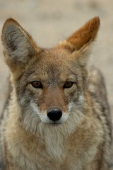 Obraz premium coyote portrait
