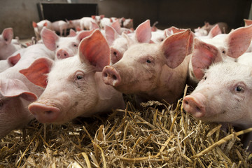 Piglets close-up