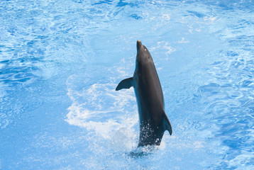 Naklejka premium delfino salta fuori dall'acqua