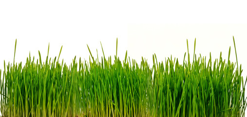 Grünes Gras, freigestellt wor weißem Hintergrund