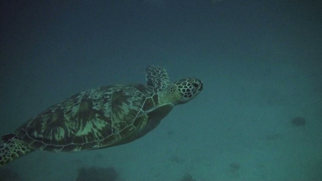 green turtle in the deep