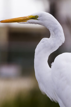 Snowy egret