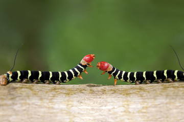 Caterpillar Duel