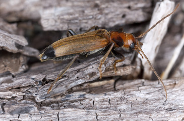 Wharf borer beetle, Nacerdes melanura on wood, macro photo