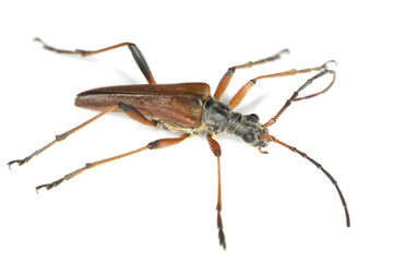 Variable longhorn, Stenocorus meridianus, isolated on white