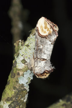 The Buff-Tip, Phalera bucephala camouflaged on tree, macro photo