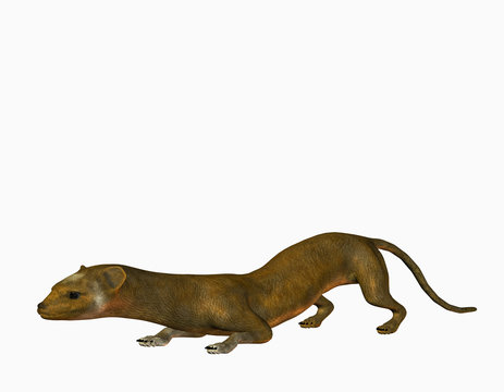 schleichendes Wiesel