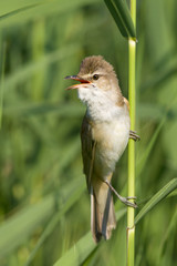 great reed warbler ( Acrocephalus arundinaceus )