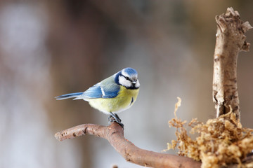 Blue tit on branch
