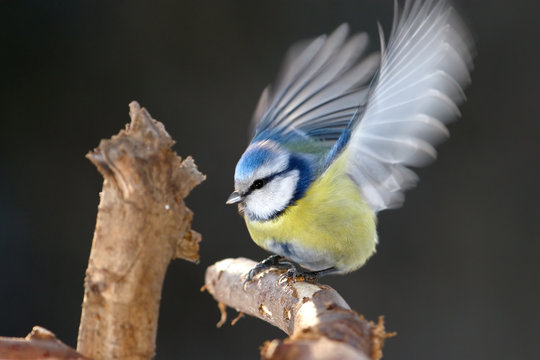 Tit flap wings