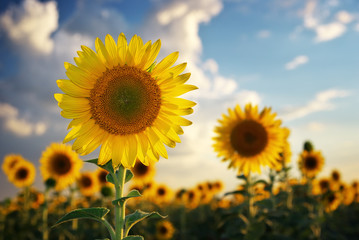 Obraz premium Sunflower portrait
