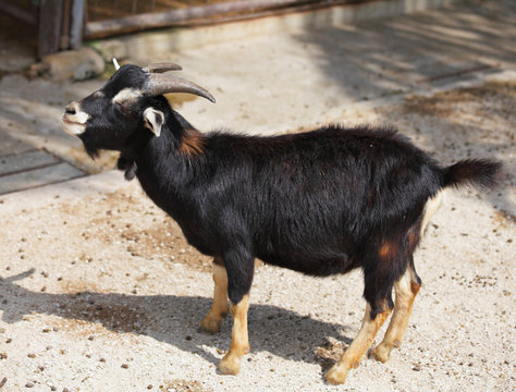 Goat In Farm