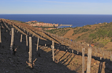 Culture de vignes en terrasse à Collioure