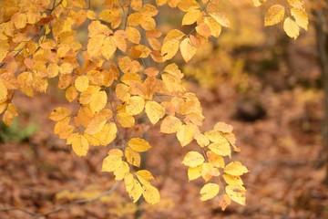autumnal colorful foliage #6, Baden