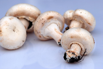 INGREDIENTES, IDEAS, COCINA. CHAMPIÑONES