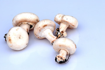 UN MONTÓN DE CHAMPIÑONES