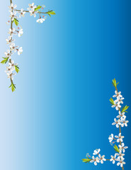 Obraz na płótnie Canvas biała wiśnia kwiaty w rogach na niebieskim tle