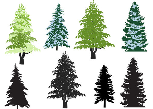 eight firs isolated on white