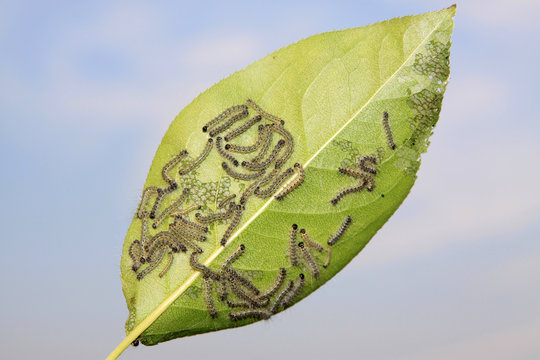 insects