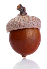 brown acorn, isolated on white © Africa Studio