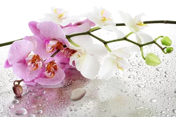 Garden poster Orchid pink and white beautiful orchids with drops