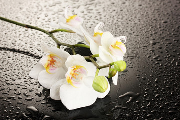 Naklejka na ściany i meble white beautiful orchid with drops on grey background