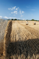 Bales of straw in the wheat fields