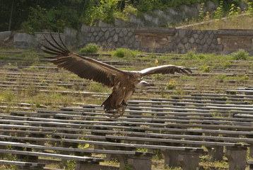 Griffon vulture