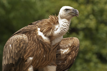 Griffon vulture
