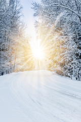 winter landscape forest