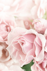 Obraz na płótnie Canvas Pastel Różowy Tea Rose
