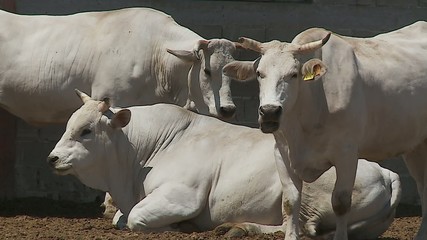 Allevamento Chianina