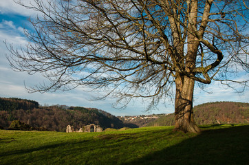 arbre château de Lutzelbourg