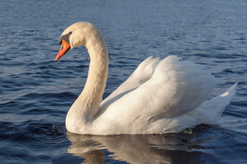 White swan.