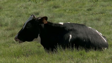 Allevamento bovini